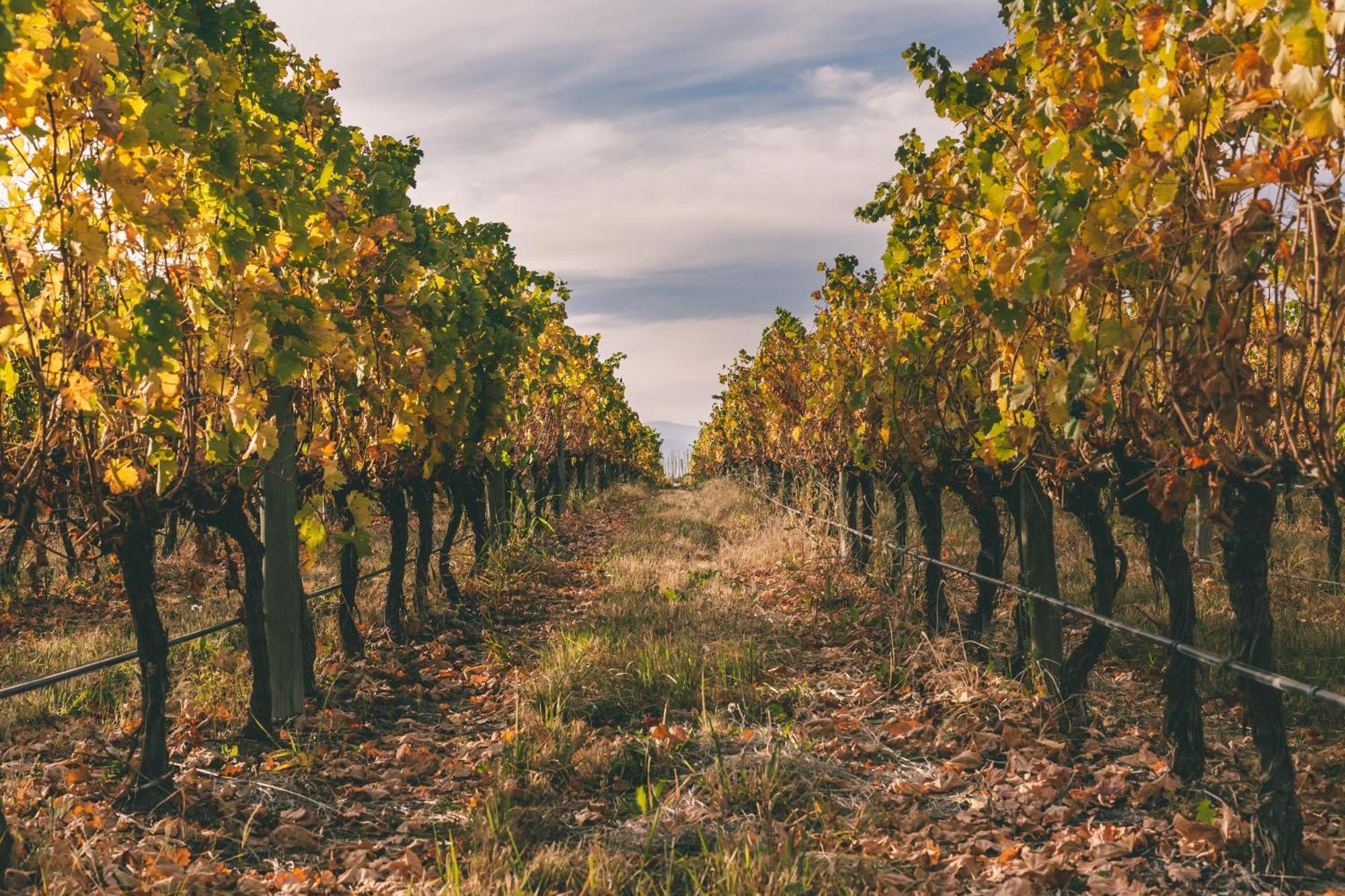 Rosell Boher Winery Lodge & Spa Agrelo Εξωτερικό φωτογραφία