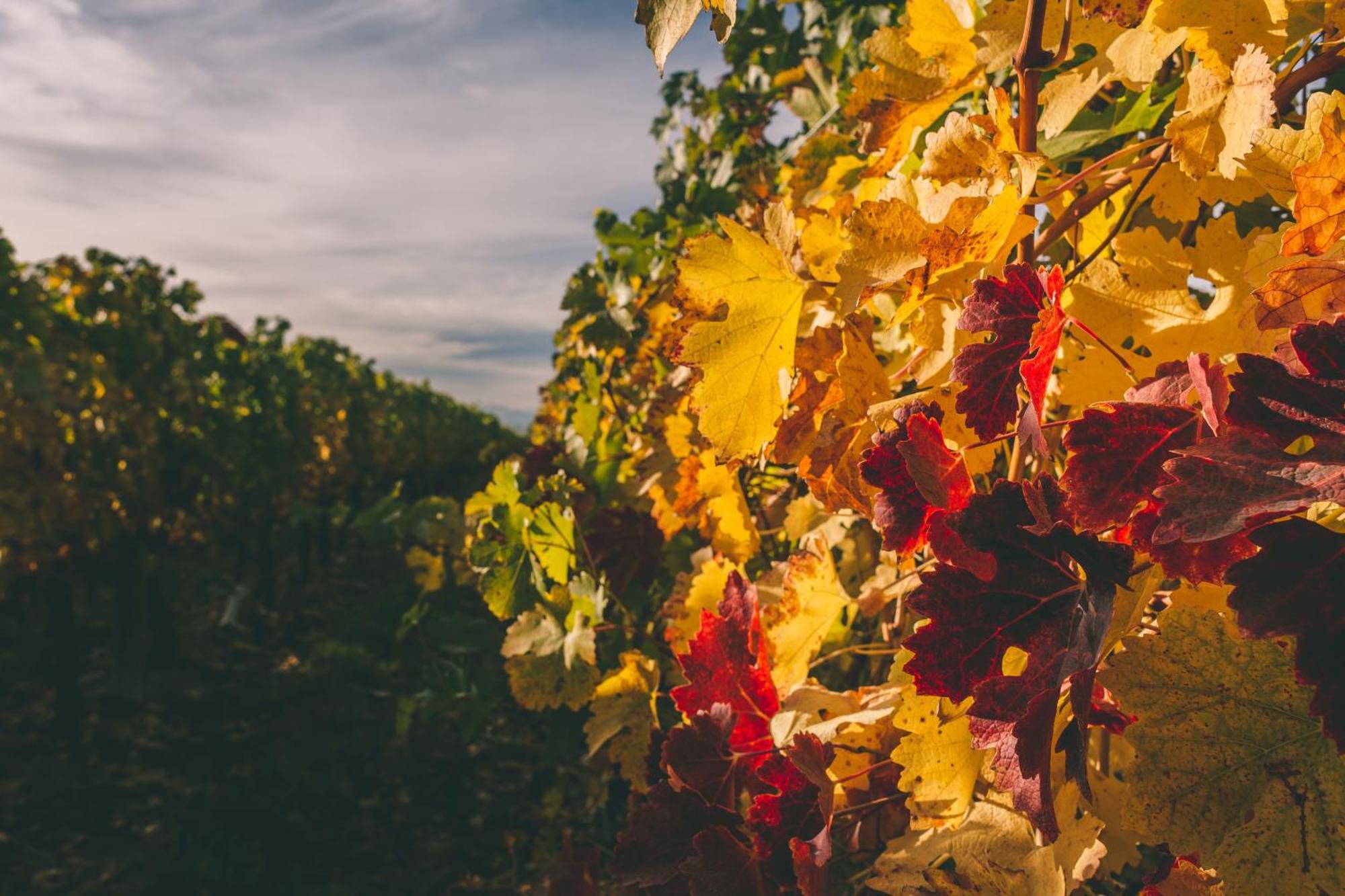 Rosell Boher Winery Lodge & Spa Agrelo Εξωτερικό φωτογραφία