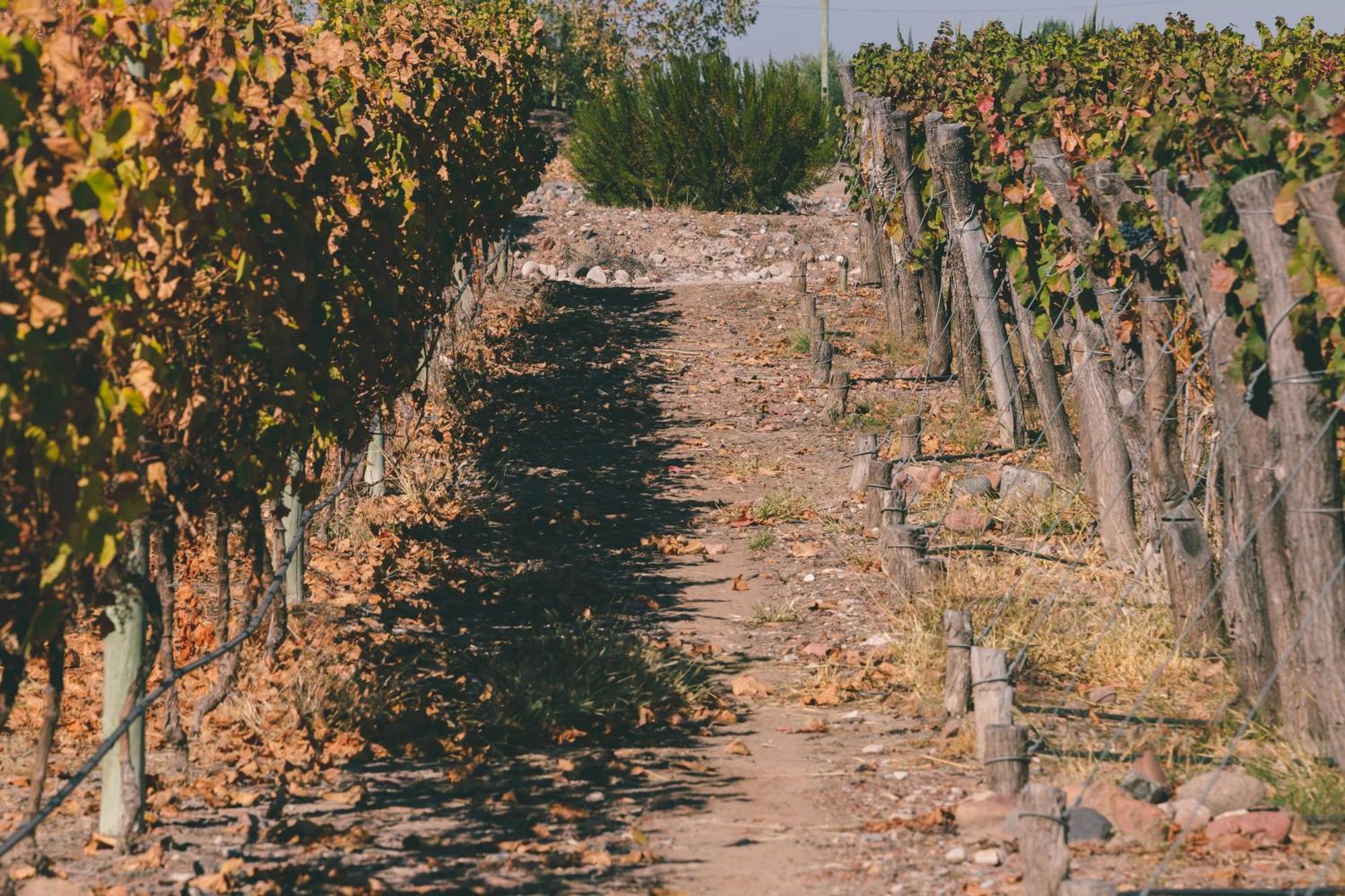 Rosell Boher Winery Lodge & Spa Agrelo Εξωτερικό φωτογραφία