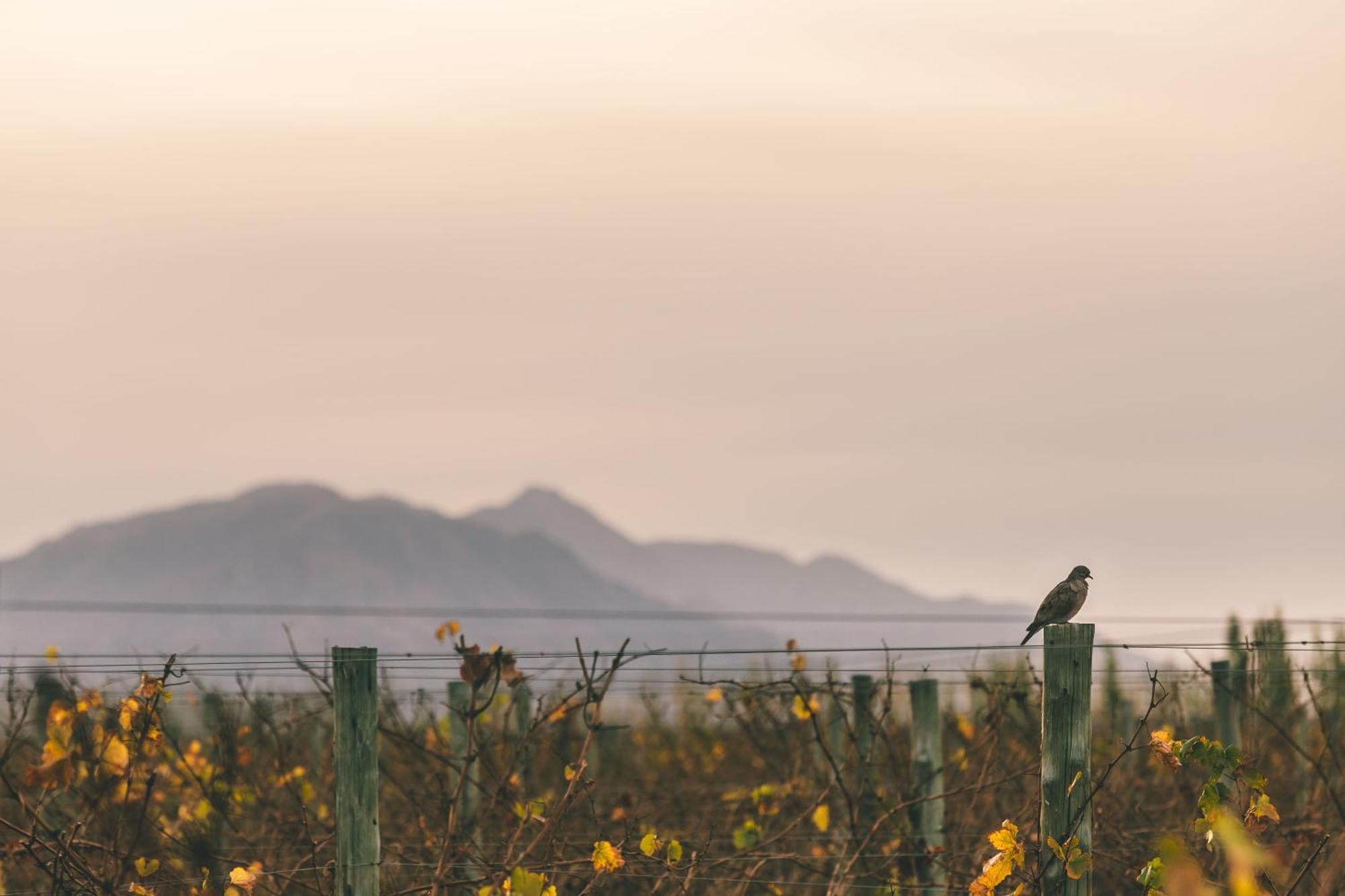 Rosell Boher Winery Lodge & Spa Agrelo Εξωτερικό φωτογραφία
